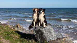 Nær stranden