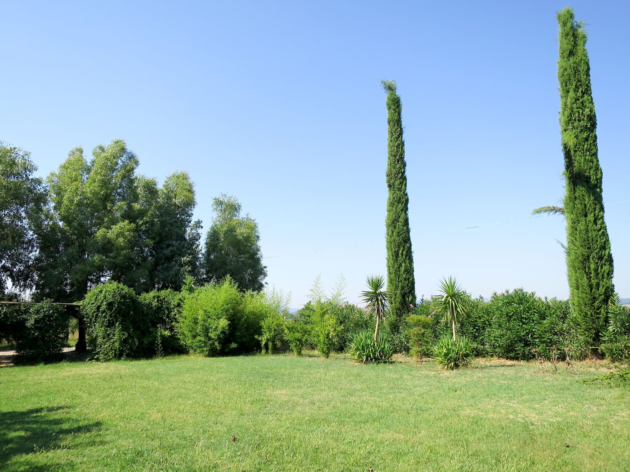 Um campo gramado com árvores altas e esguias e vegetação densa.