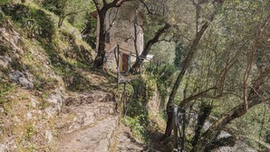 A stone staircase leading to a rustic building surrounded by dense foliage. - L'Oliveto by Interhome (Camaiore)