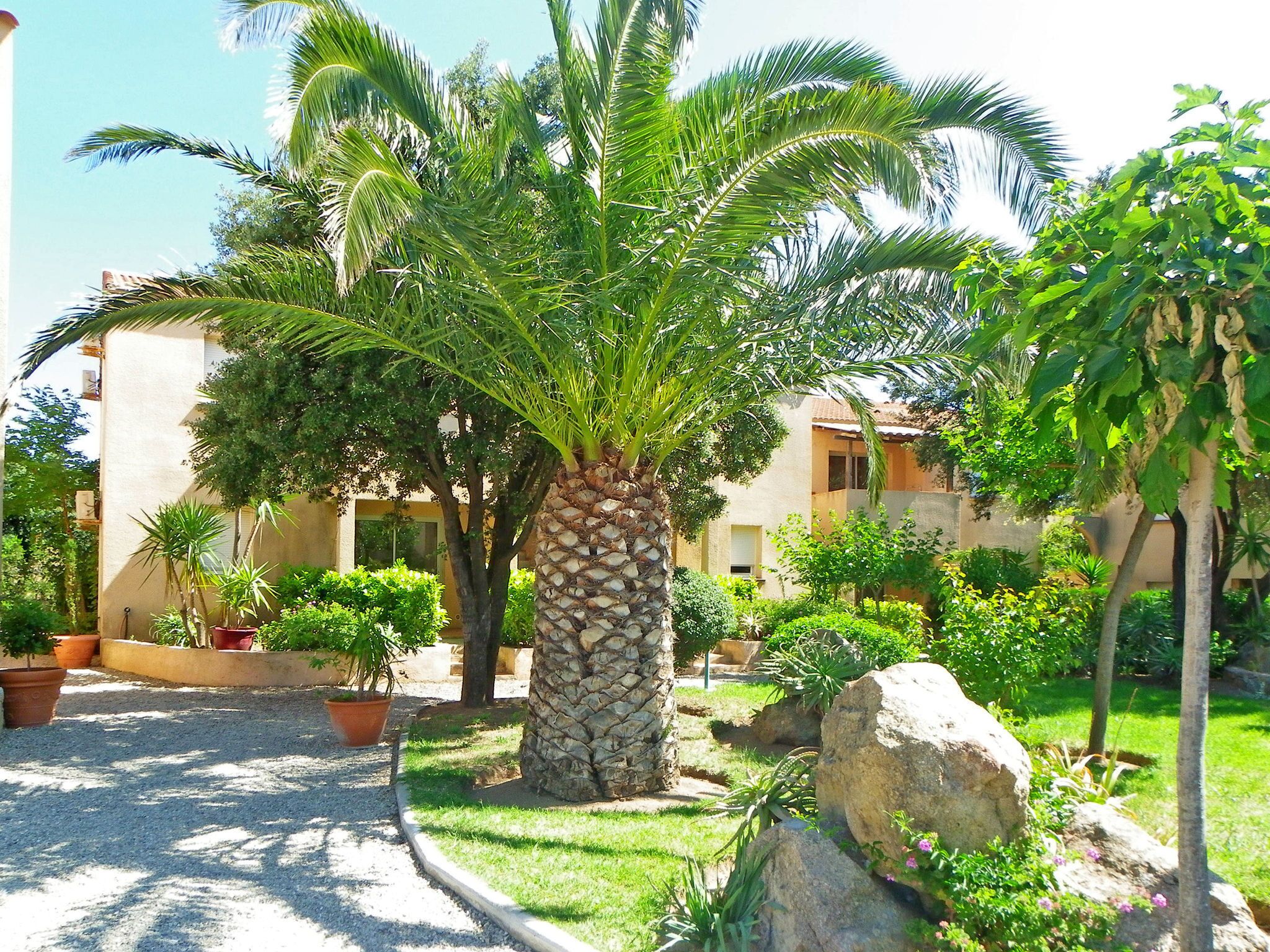 Un patio con una palmera, plantas en macetas y una gran roca.