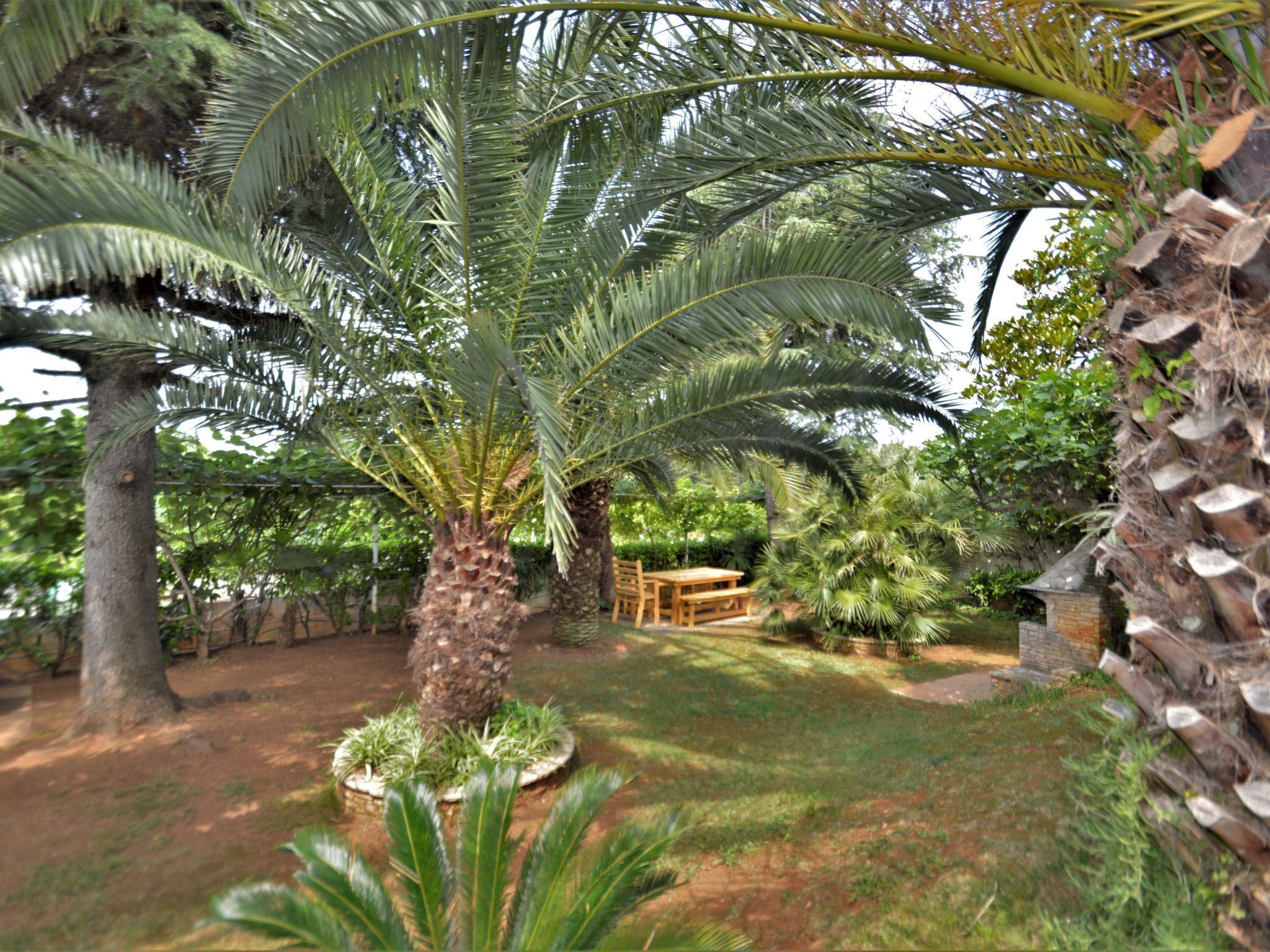 A garden with palm trees, a wooden bench, and a stone wall.