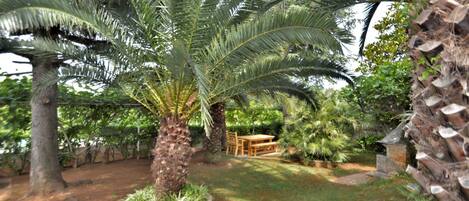 A garden with palm trees, a wooden bench, and a stone wall.