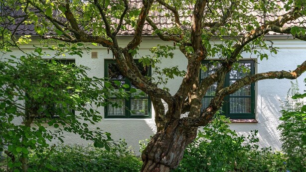 Et træ foran en bygning med grønne vinduer og en hvid facade.