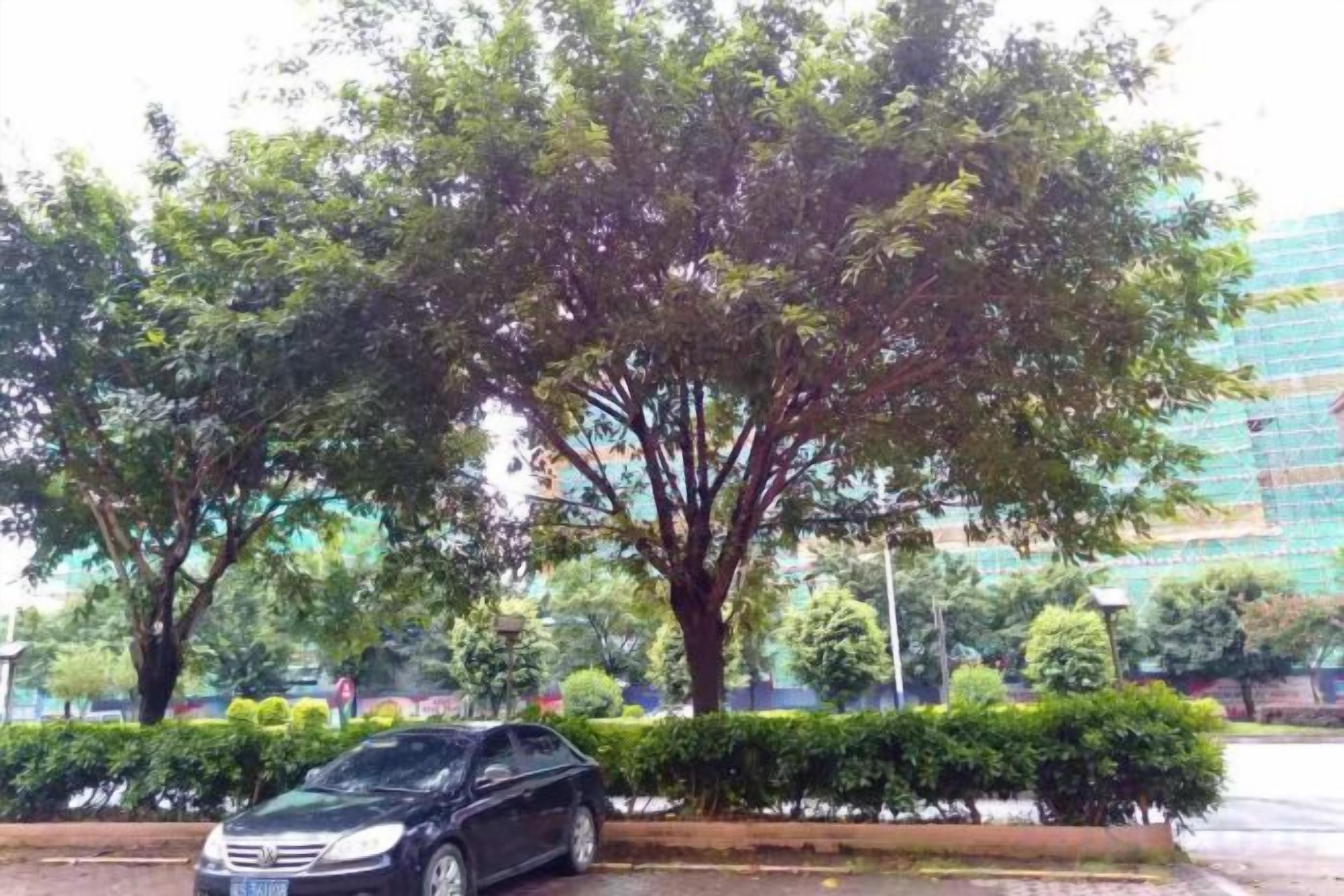 A car parked in front of a tree-lined area with a building in the background.