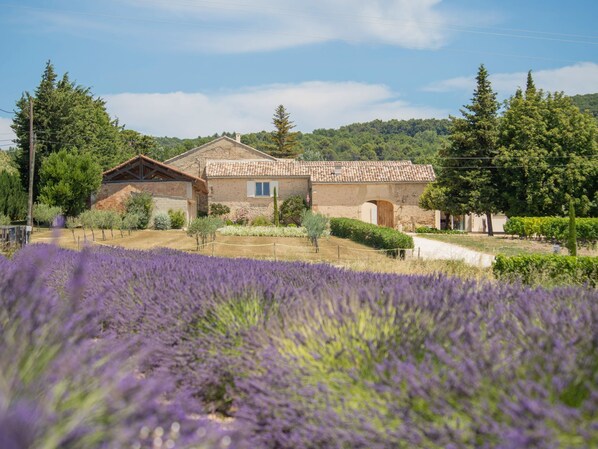 Una casa de pedra rústica amb teulada de teules, envoltada per un camp de lavanda i un turó boscat al fons.