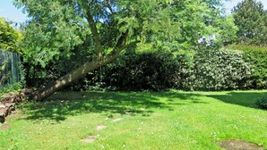 A tree with a leaning trunk in a grassy area with a stone wall and dense shrubbery in the background.