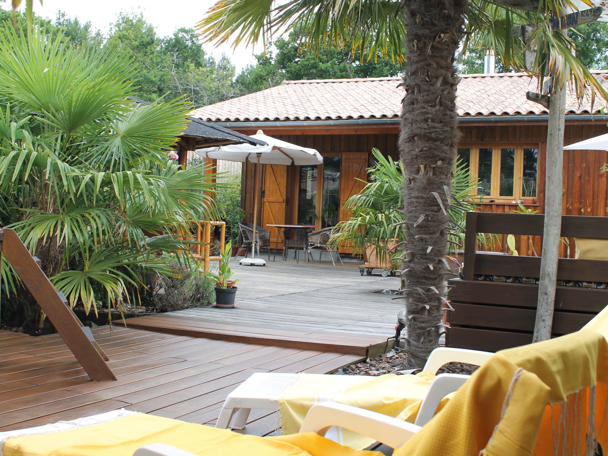 Una terraza de madera con sillones de descanso y una mesa, rodeada de macetas con plantas y una palmera.