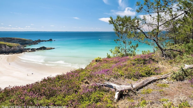 A coastal landscape with a beach, clear blue sea, and a tree in the foreground. - Vacation home Orphée by Interhome (Telgruc sur Mer)