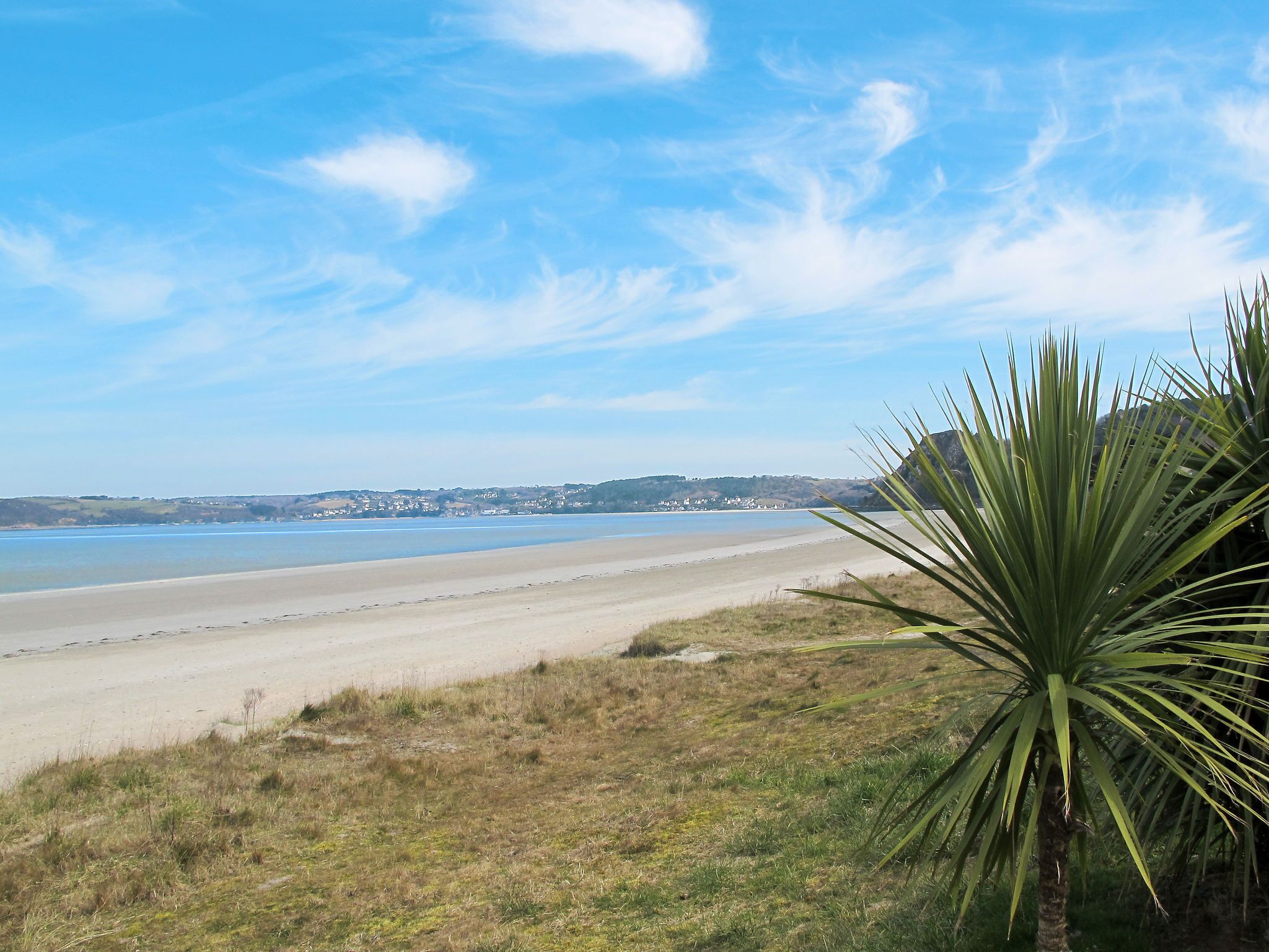 Een strand met een heldere lucht, een palmboom en gebouwen in de verte.