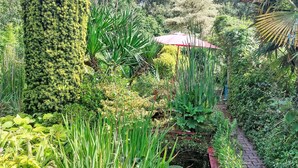 A lush garden with a variety of plants, a red umbrella, and a brick pathway.