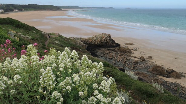 A coastal landscape with a sandy beach, rocky outcrops, and flowering plants.
