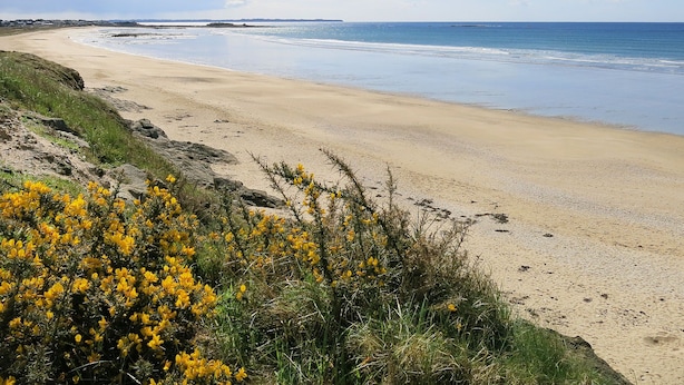 A sandy beach with yellow flowers in the foreground and a clear blue sky. - Ty Breiz by Interhome (Ploemeur)