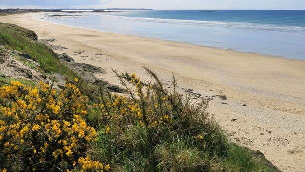 Ein sandiger Strand mit gelben Blumen im Vordergrund und einem klaren, blauen Himmel.