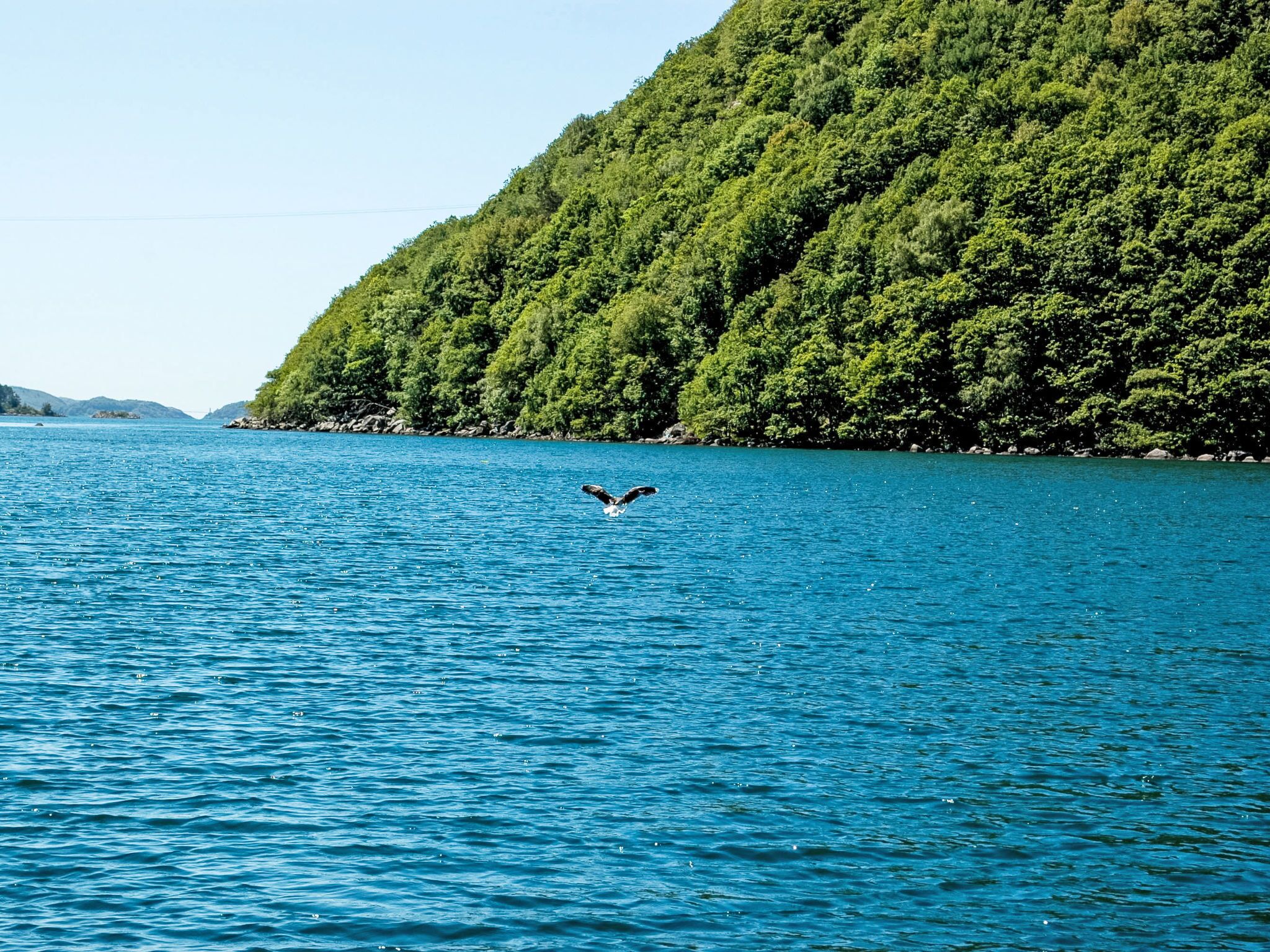 Eine Meereslandschaft mit einem fliegenden Vogel über ruhigem, blauem Wasser, umgeben von einem üppigen, grünen Hügelhang.