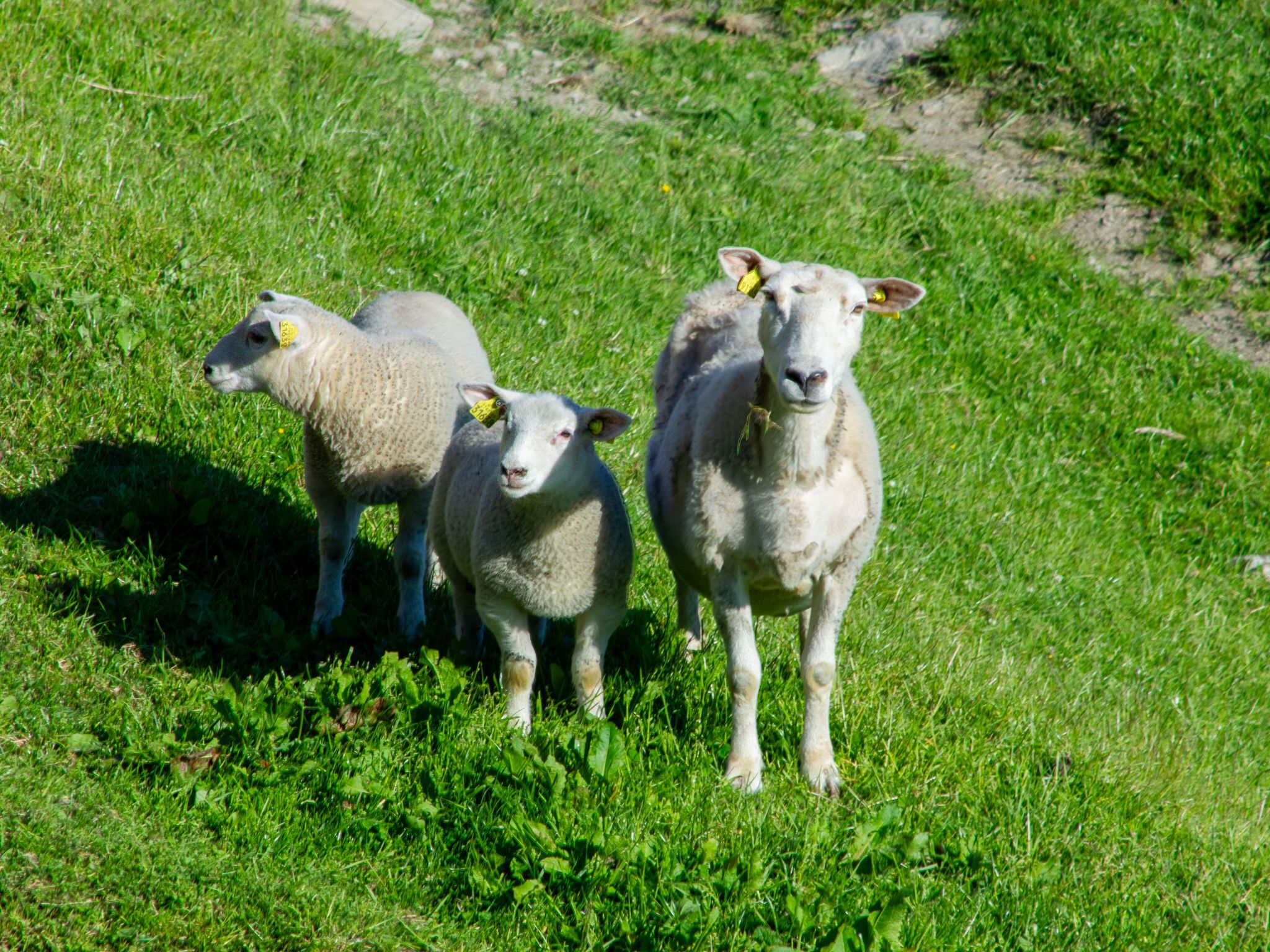Drei Schafe auf einer grünen Wiese.