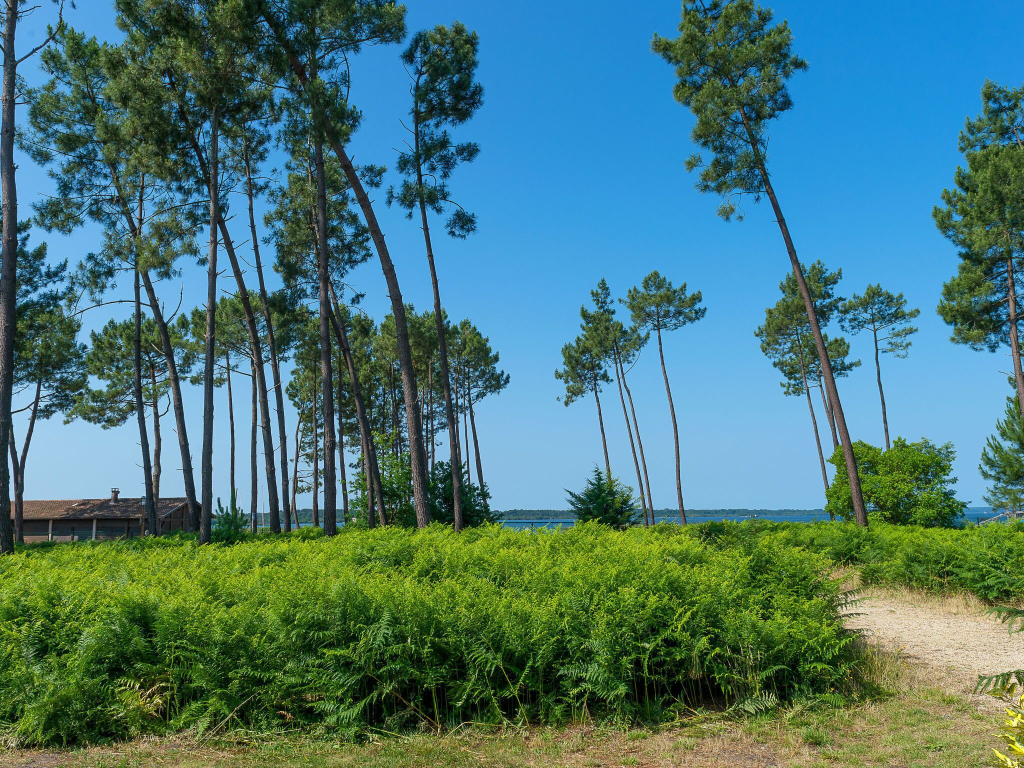 A natural landscape with tall pine trees and a clear blue sky.