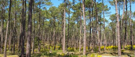 Un bosque con altos pinos y mesas de picnic.