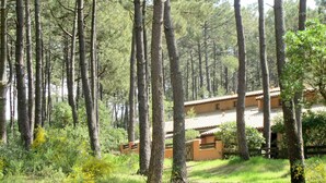 A forested area with tall trees and a building with a tiled roof.