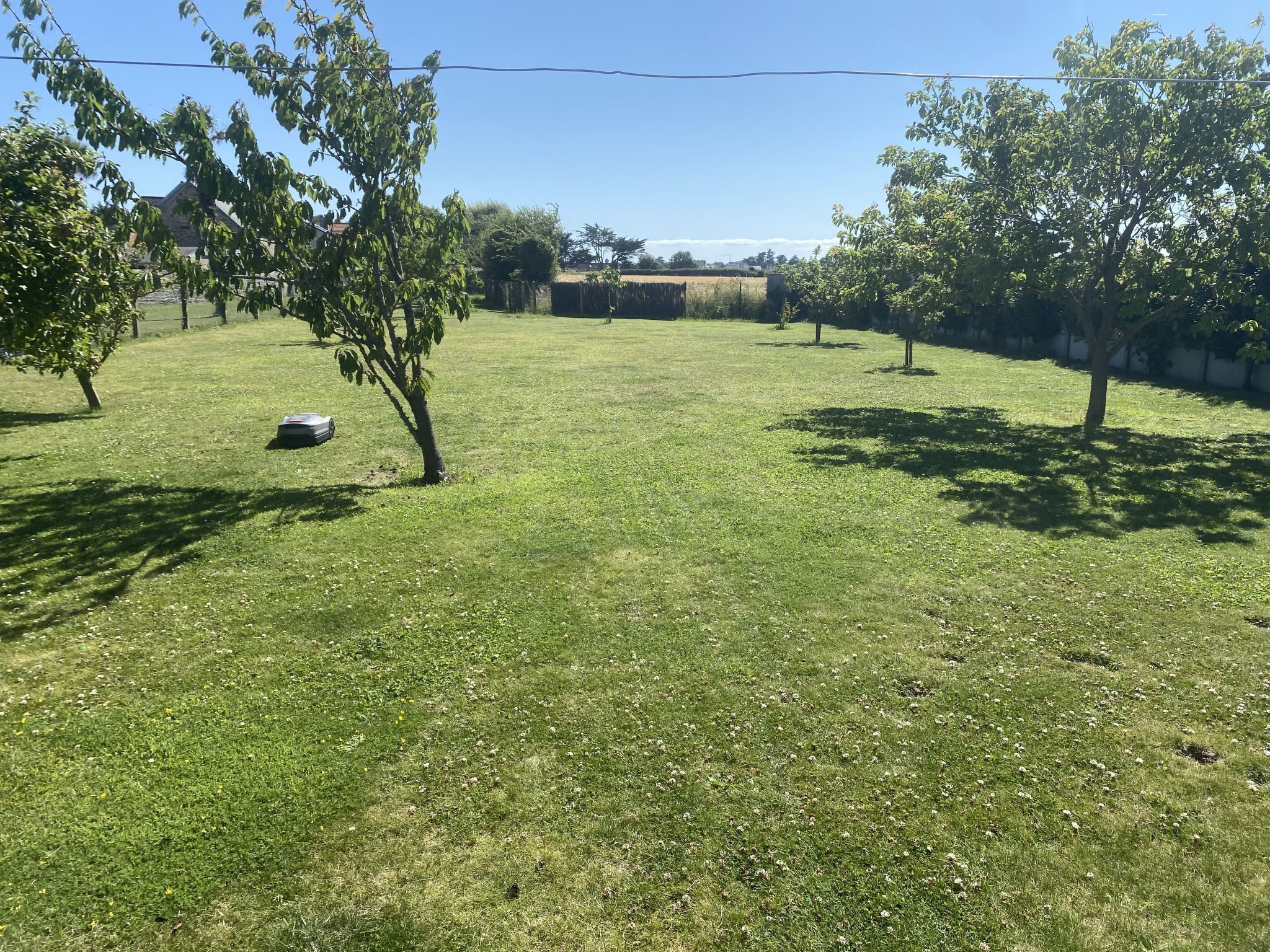 A grassy outdoor area with trees and a clear sky.