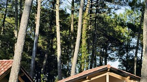 Eine rustikale Holzhütte mit überdachter Veranda, umgeben von hohen Kiefern.