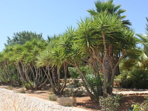 Área da propriedade