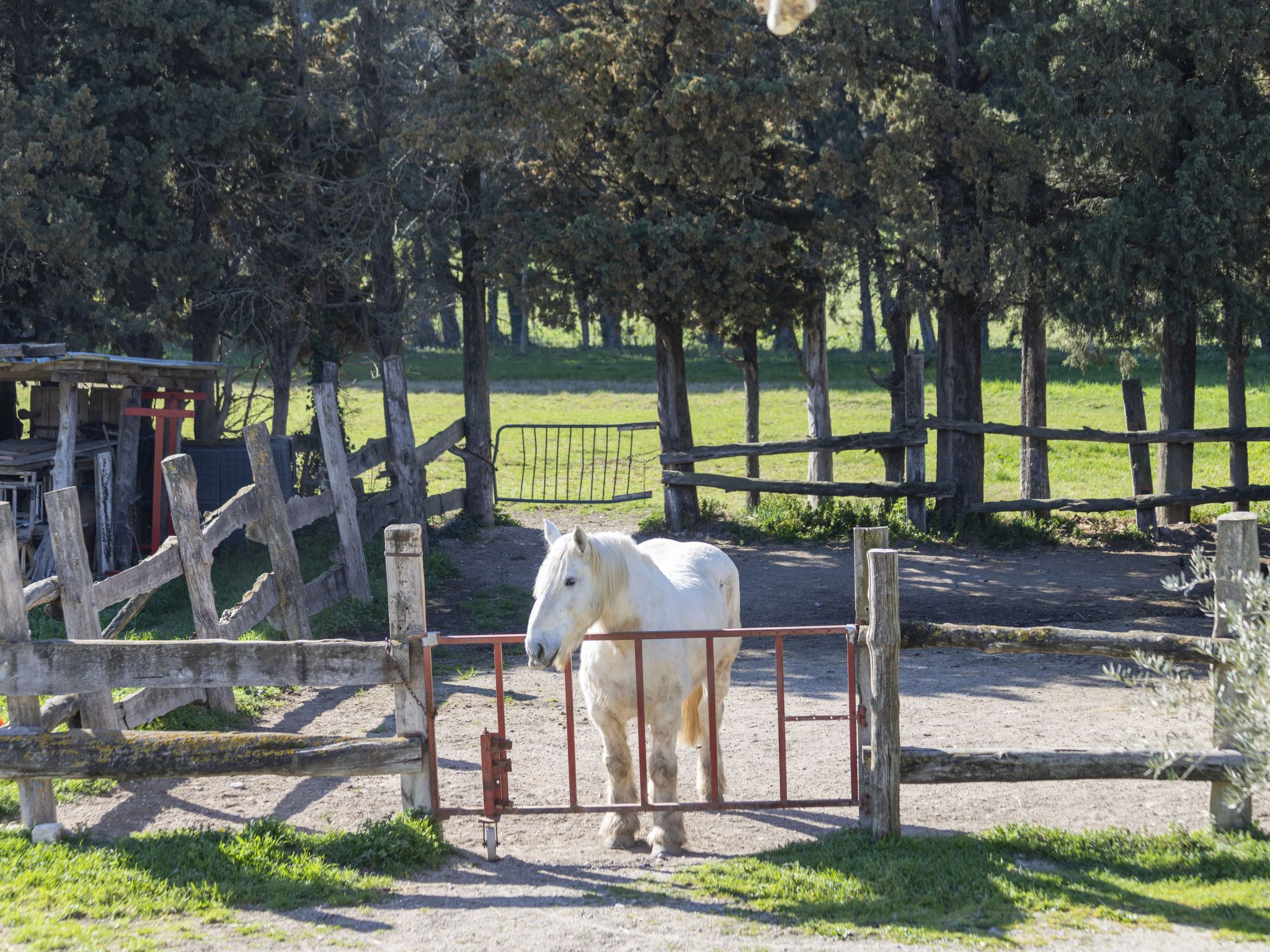 Een witte paard achter een metalen hek in een omheind gebied met bomen en een houten constructie op de achtergrond.