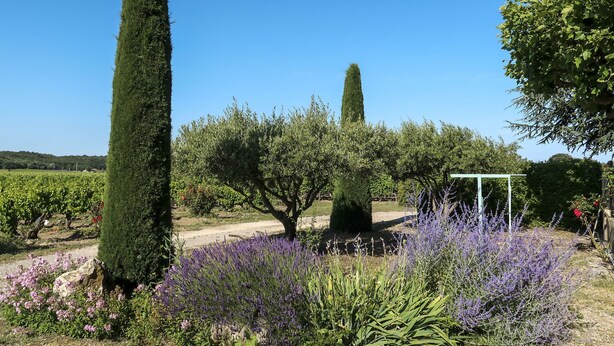 Un vignoble avec des rangées de vignes, de grands cyprès et des plants de lavande.