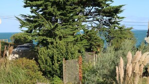 Un gran árbol de hoja perenne con vista al océano.