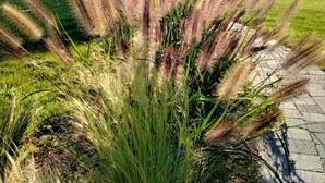A garden with tall grasses and a large rock formation under a clear sky. - La Ganivelle by Interhome (Kerlouan)