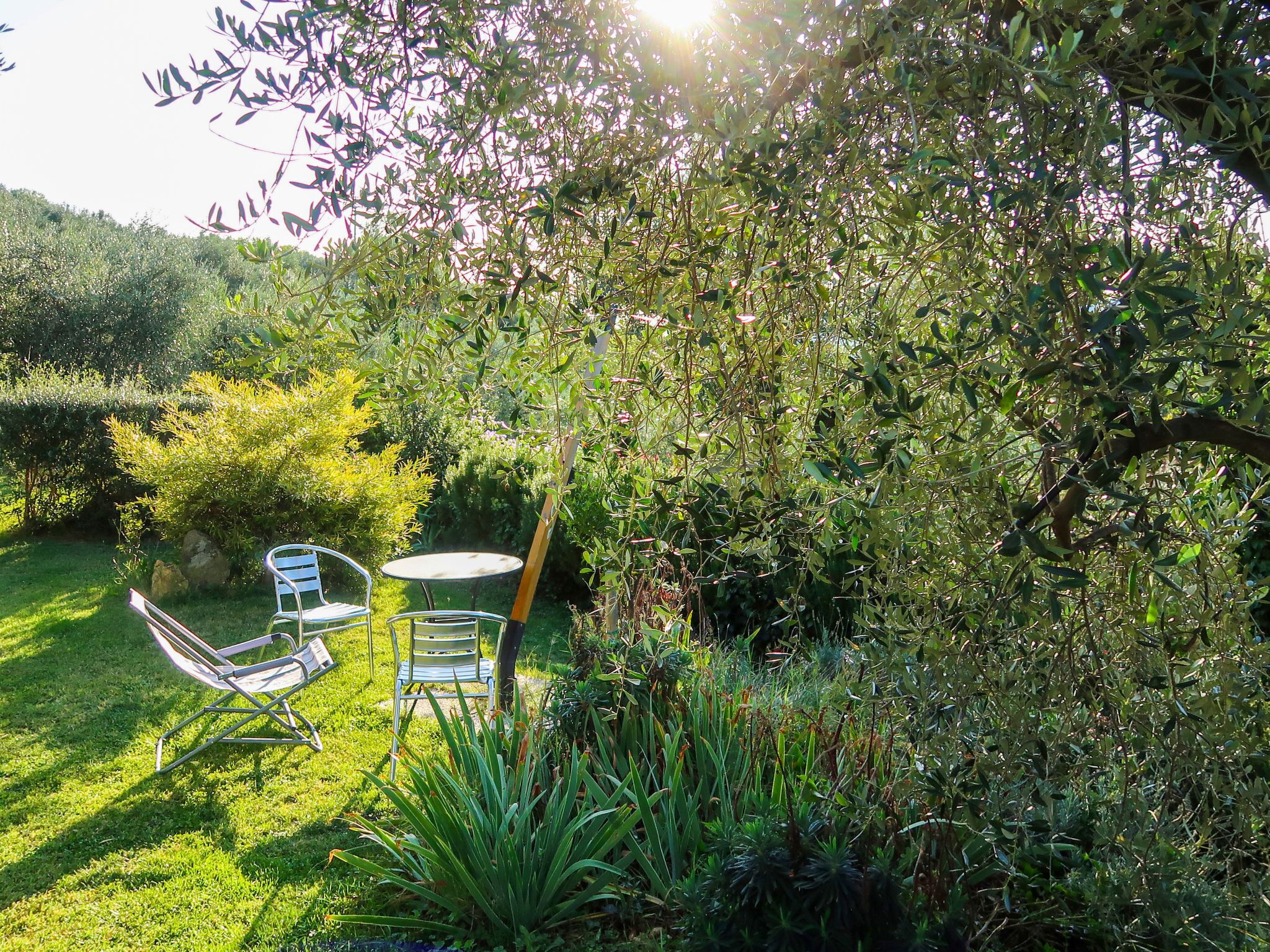 A garden with a table and chairs, surrounded by various plants and trees.