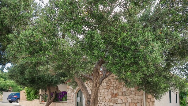 A stone building with a green door, a tree in front, and a car parked nearby. - Vacation home Ana by Interhome (Brač/Supetar)