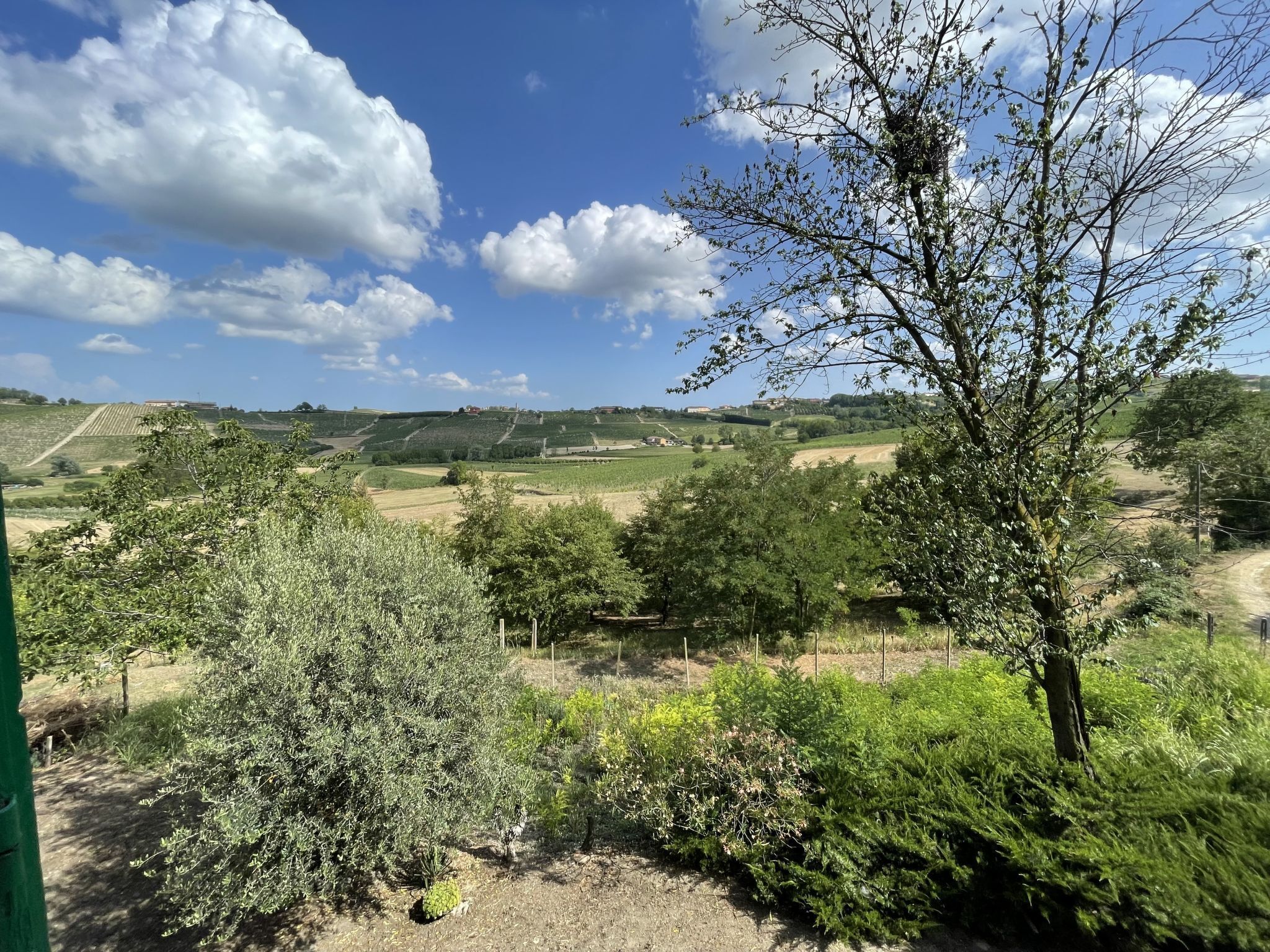 Ländliche Landschaft mit sanften Hügeln, Weinbergen und verschiedenen Baumarten.