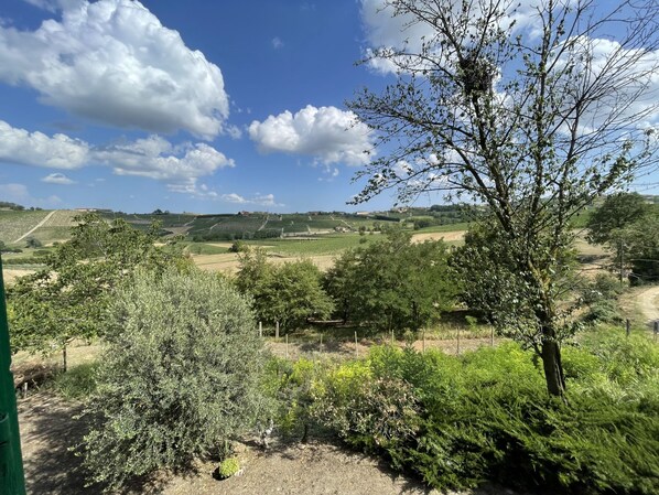Paisaje rural con colinas onduladas, viñedos y diversos árboles.