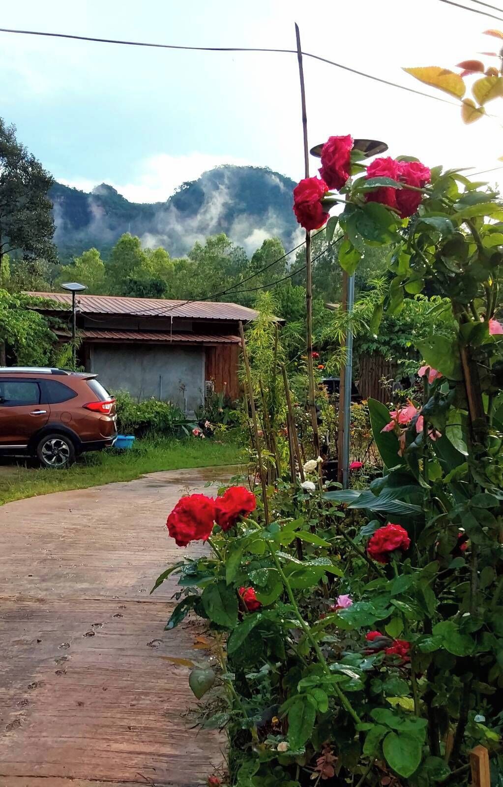 A garden with red roses, a wooden path, and a building in the background.