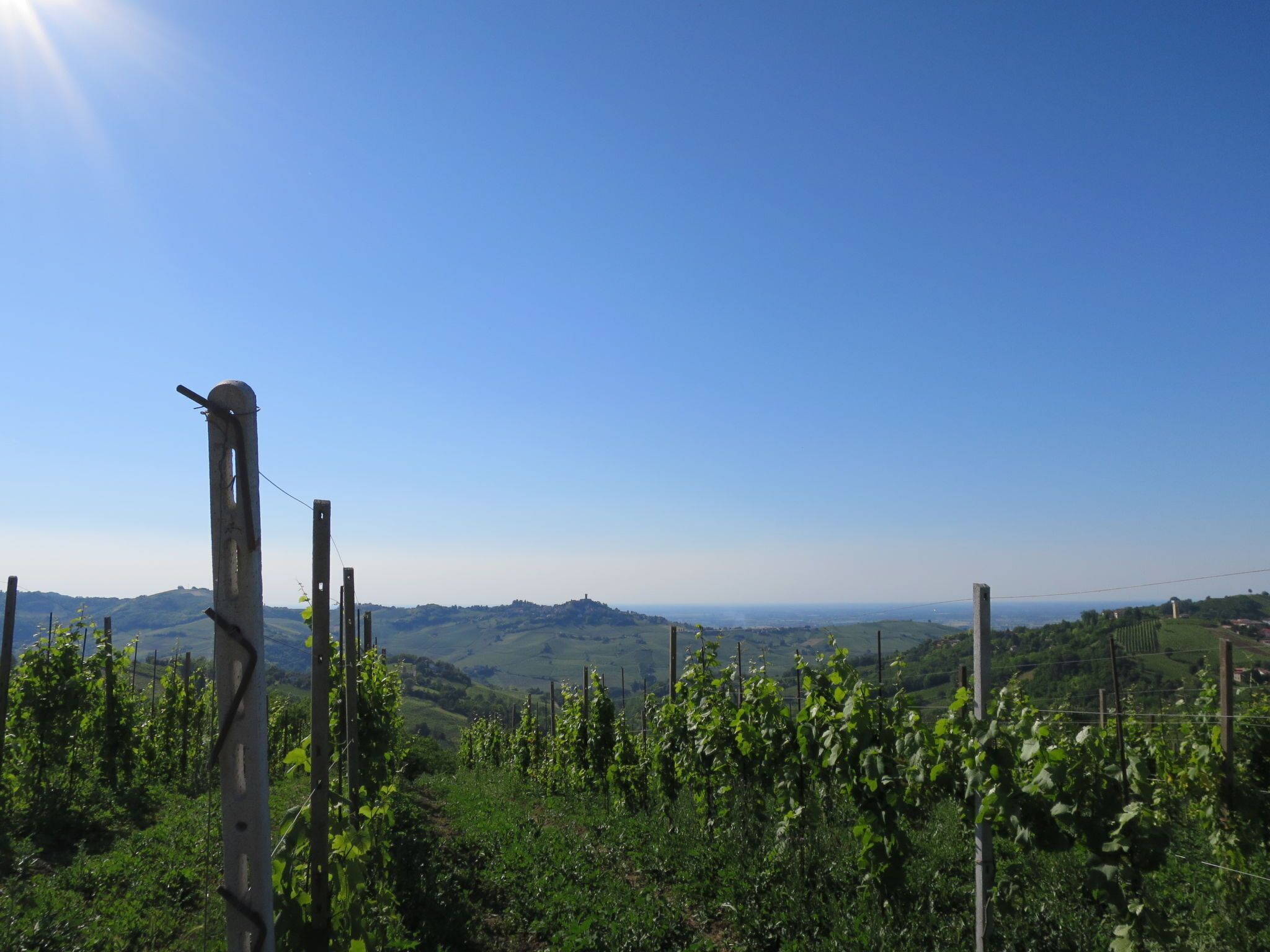 Un vignoble avec des rangées de vignes et un ciel bleu azur.