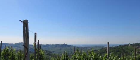 A vineyard with rows of grapevines and a clear blue sky.