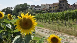 A vineyard with rows of grapevines and a few sunflowers in the foreground. In the background, there are multi-story buildings with a mix of architectural styles. - La Corte Bricca (Trilo B) by Interhome (Oltrepò Pavese)