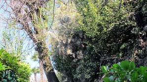 Un escalier en pierre menant au sommet d’une colline, entouré de verdure et délimité par une clôture en métal.
