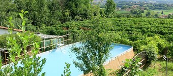 Carroccio Giallo by Interhome