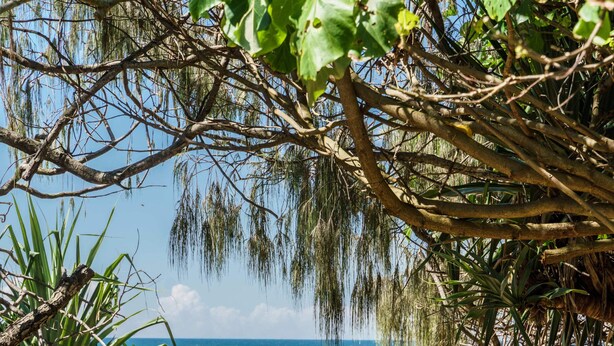 A pathway leading to a beach with wooden posts and hanging vegetation.