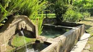A stone water feature with a small waterfall, surrounded by lush greenery and ferns.