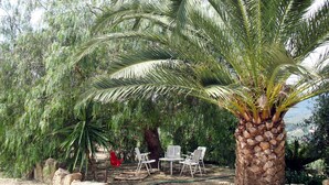 Un jardín con una palmera, mobiliario exterior y vistas al paisaje.