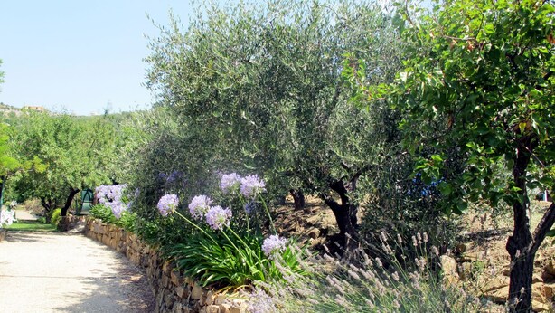 Viñedo con hileras de olivos y lavanda.