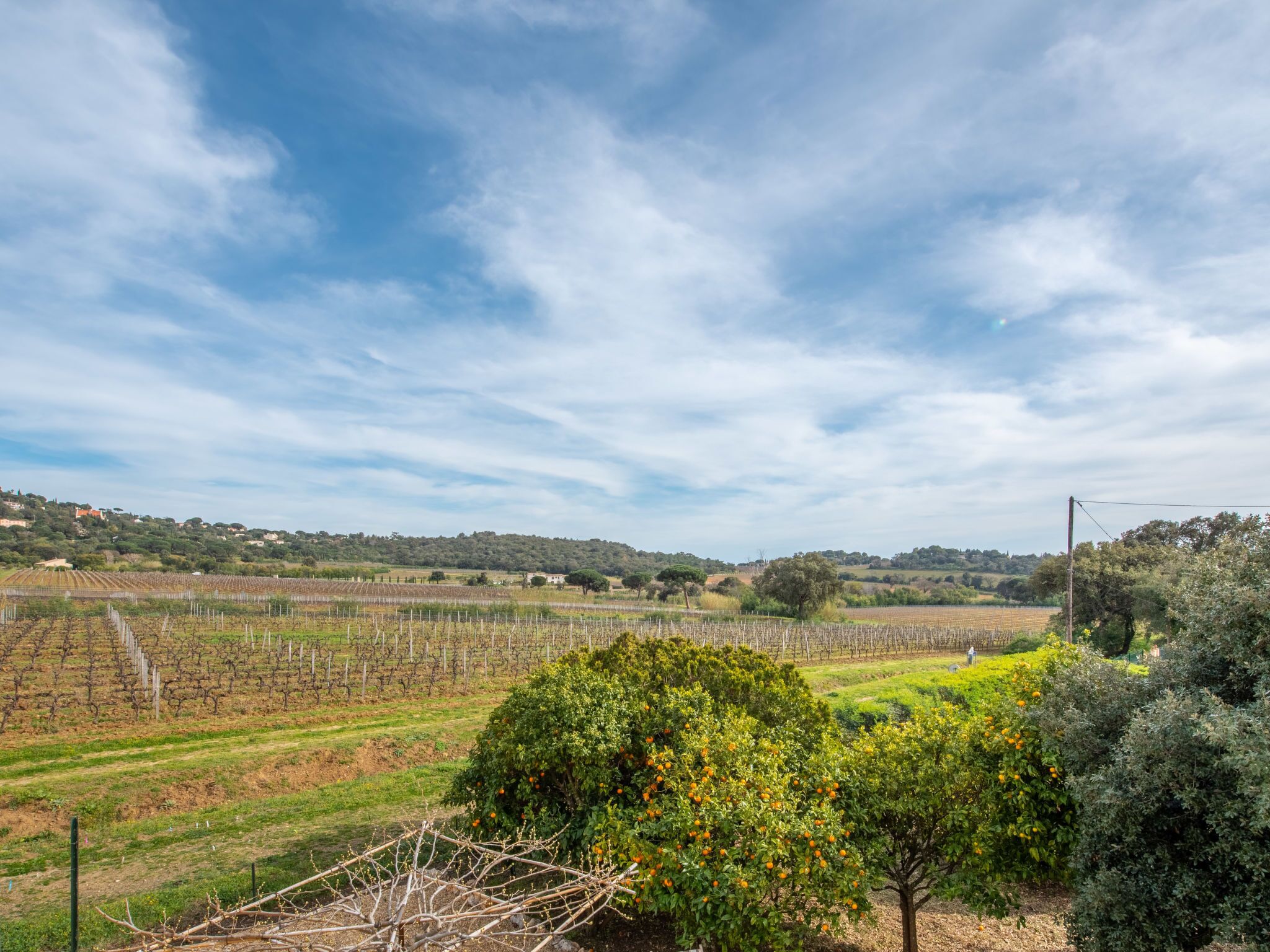 A vineyard with rows of grapevines and a few trees in the foreground.