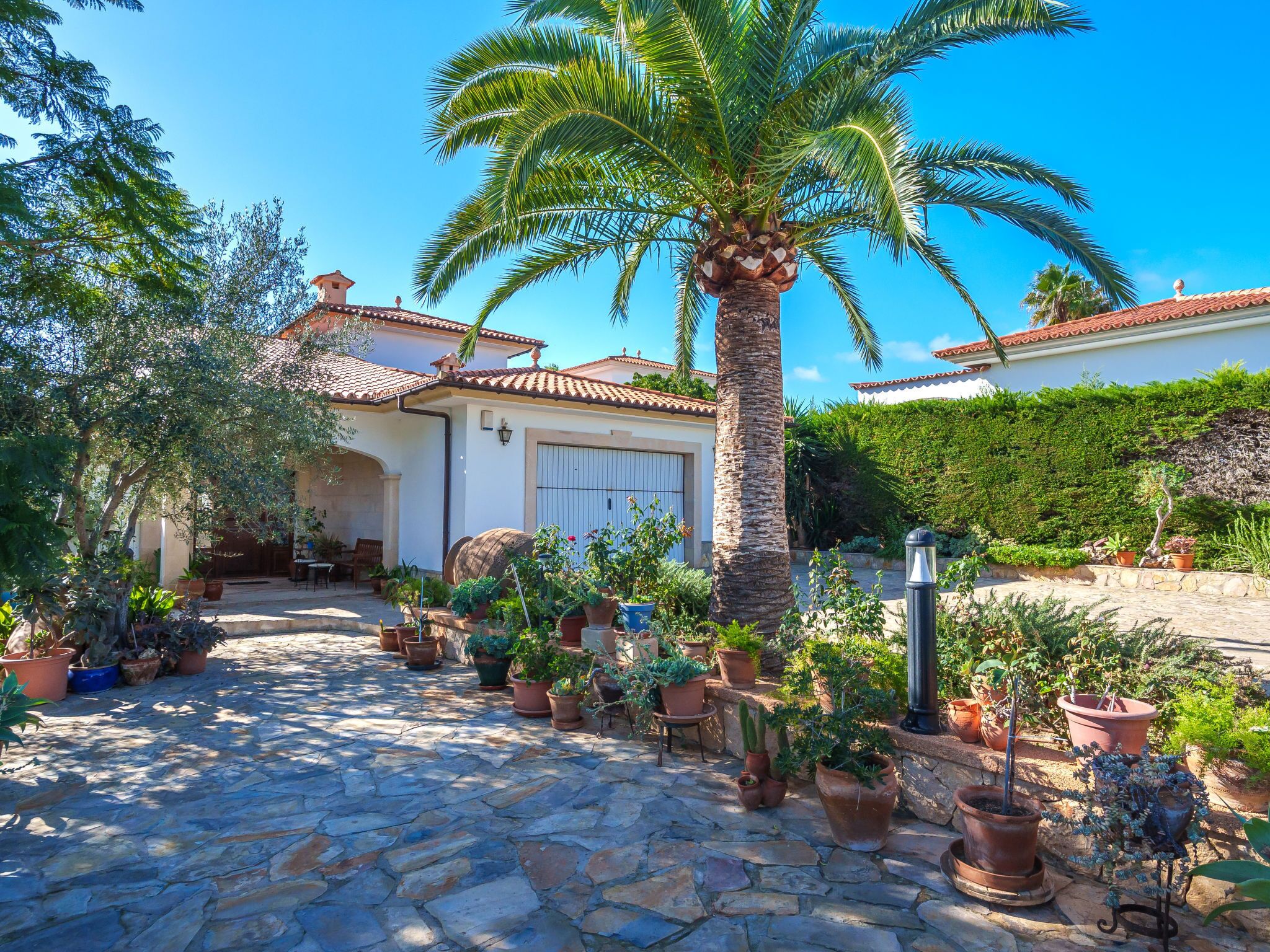 A courtyard with a palm tree, potted plants, and a building with a tiled roof.