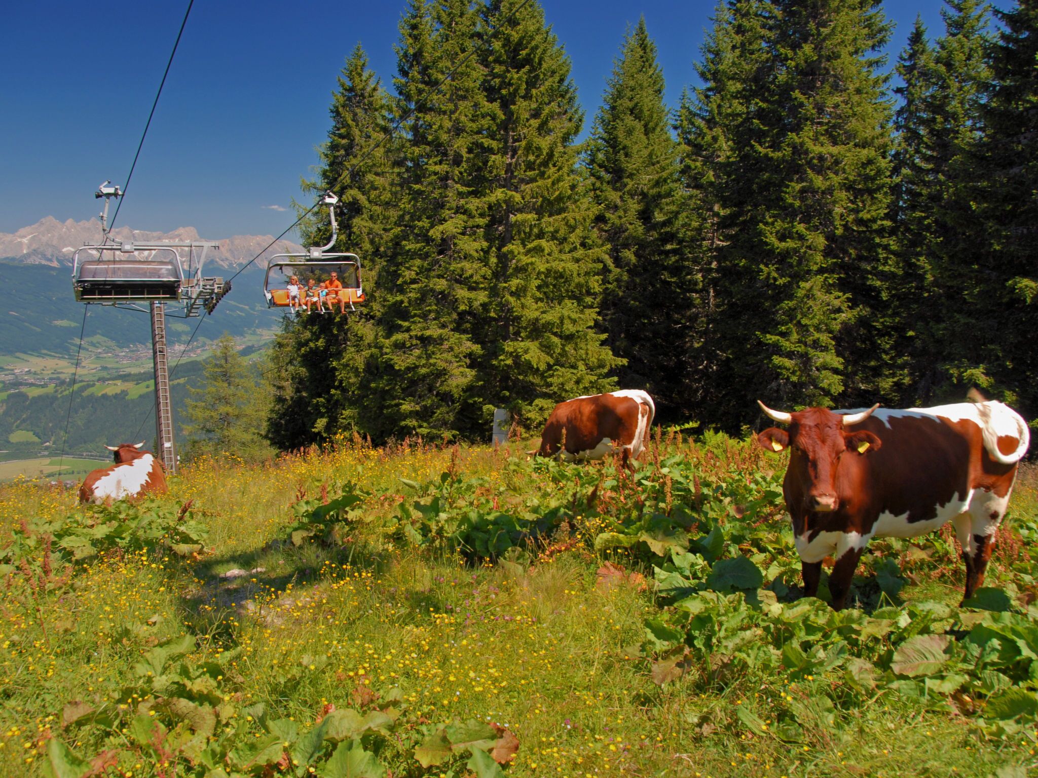 Vuoristoinen maisema, jossa on köysirata, lehmiä ja tiheä metsä.