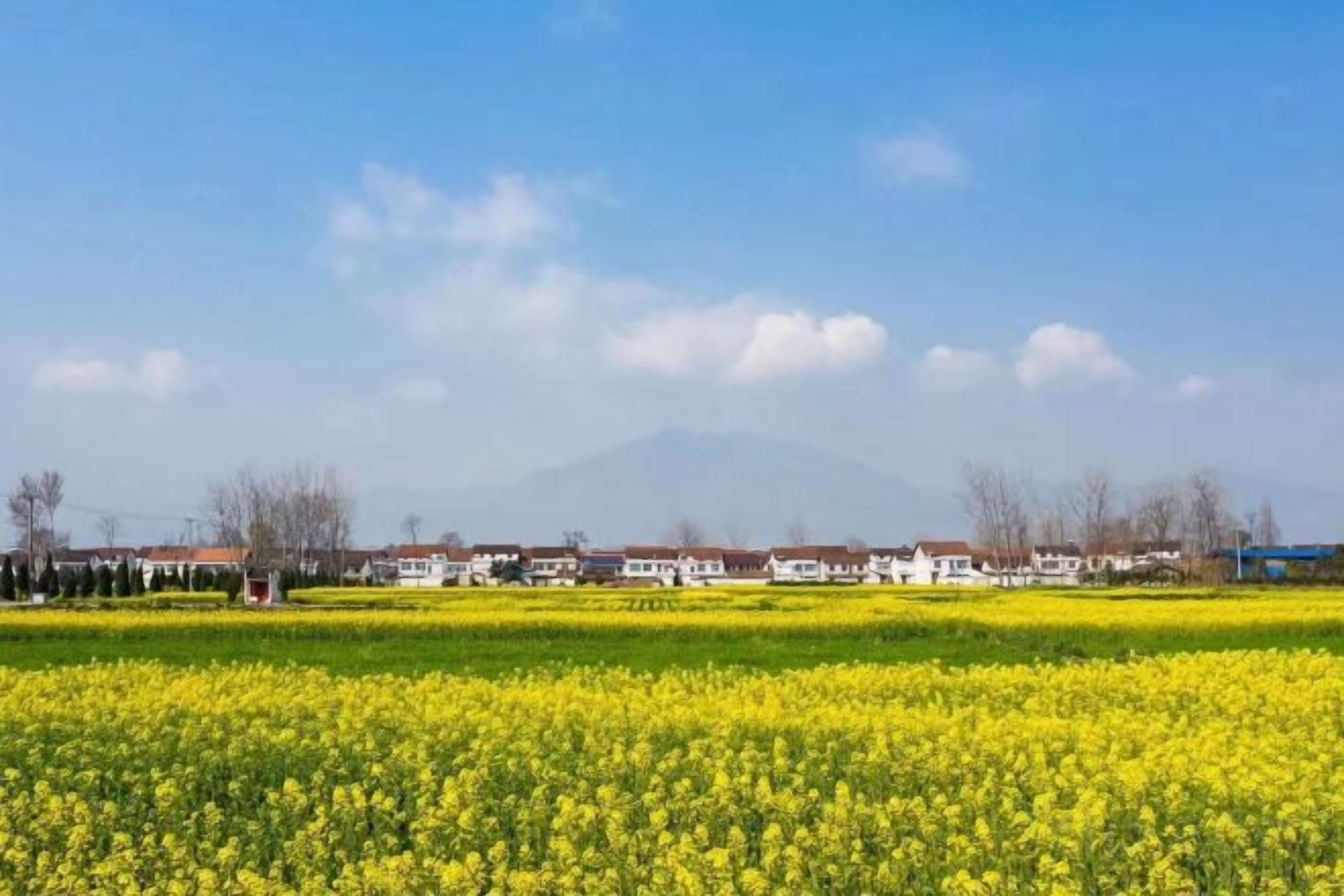 A rural landscape with a field of yellow flowers and houses in the background.