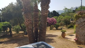 Un jardin avec des palmiers, un arbre à fleurs roses et un mur de pierre sur lequel est adossé un banc.