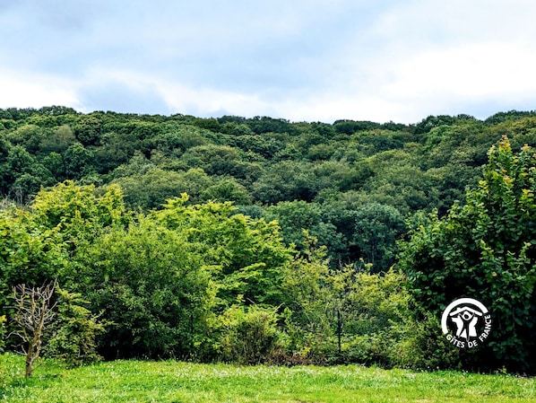 Un paysage verdoyant et luxuriant, avec une forêt dense en arrière-plan et une prairie au premier plan.