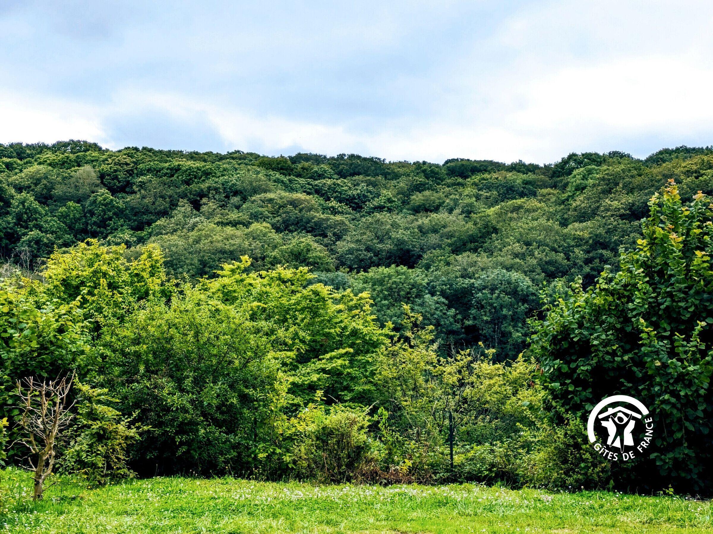 Üppige grüne Landschaft mit dichtem Wald im Hintergrund und einer grünen Wiese im Vordergrund.